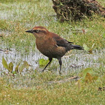 Rusty Blackbird
