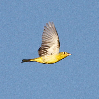 Scarlet Tanager