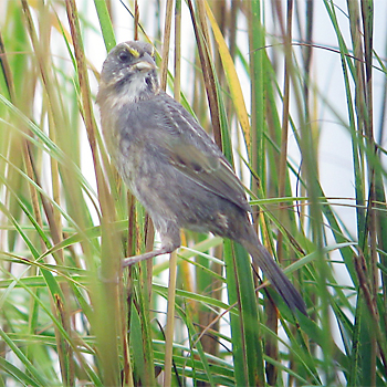 Seaside Sparrow