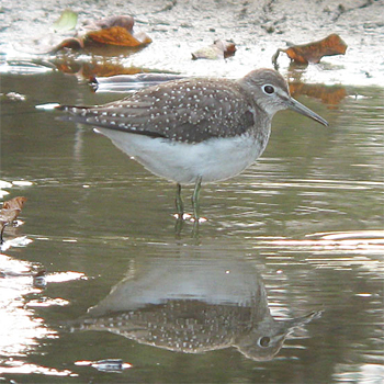 Solitary Sandpiper