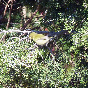 Tennessee Warbler