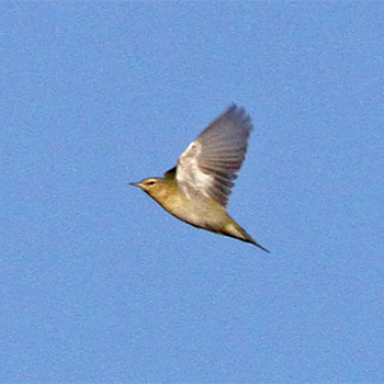 Tennessee Warbler