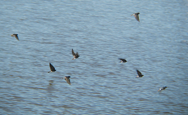 Tree Swallows