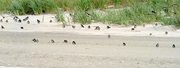 Tree Swallows