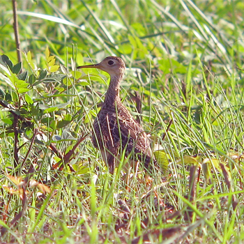 Upland Sandpiper