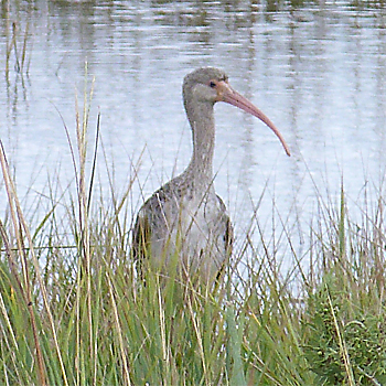White Ibis