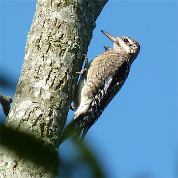 Yellow-bellied Sapsucker