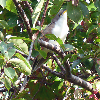 Yellow-billed Cuckoo
