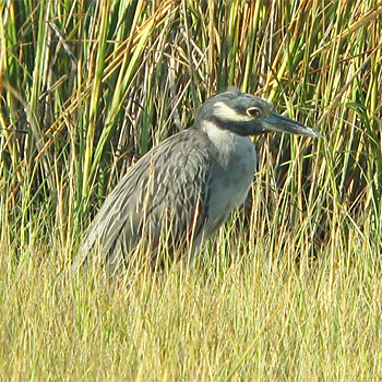 Yellow-crowned Night-heron