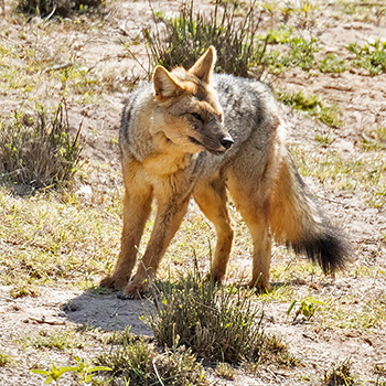 Andean Fox