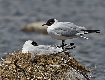 Andean Gull
