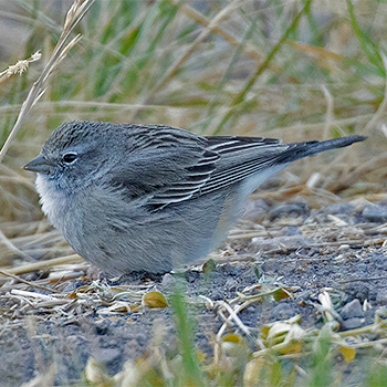 Ash-breasted Sierra Finch