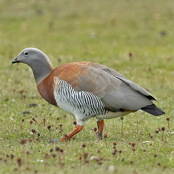 Ashy-headed Goose