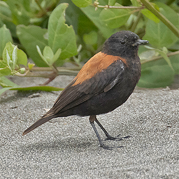 Austral Negrito