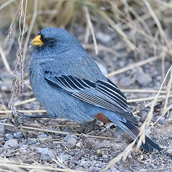 Band-tailed Seedeater
