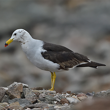 Belcher's Gull