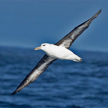 Black-browed Albatross