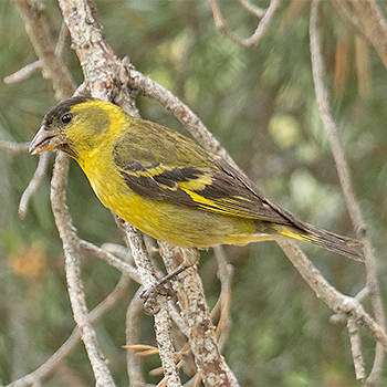 Black-chinned Siskin