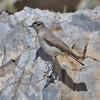 Black-fronted Ground-tyrant