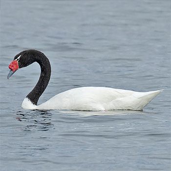 Black-necked Swan