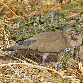 Black-winged Ground Dove