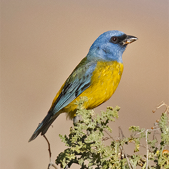 Blue-and-yellow (Green-mantled) Tanager