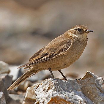 Buff-winged Cinclodes