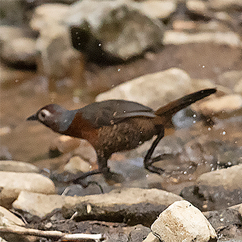 Chestnut-throated Huet-huet