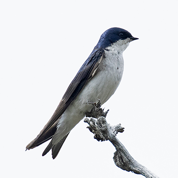 Chilean Swallow