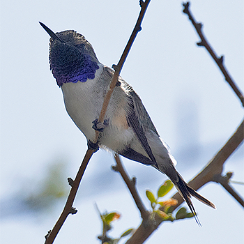 Chilean Woodstar