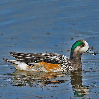 Chiloe Wigeon