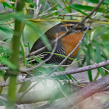 Chucao Tapaculo