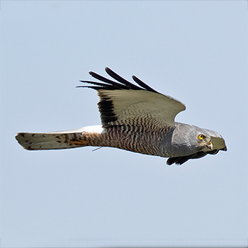 Cinereous Harrier