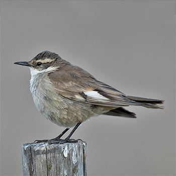 Cream-winged Cinclodes