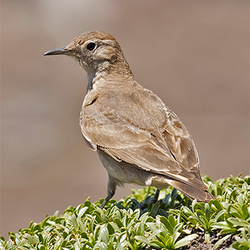 Creamy-rumped Miner