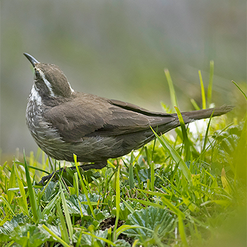 Dark-bellied Cinclodes