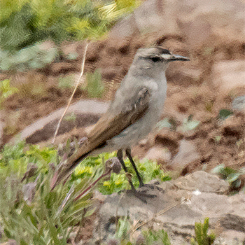Dark-faced Ground-tyrant