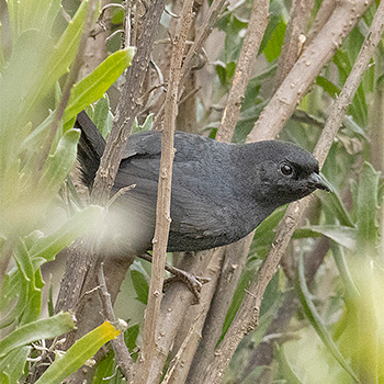 Dusky Tapaculo
