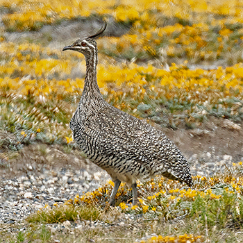 Elegant Crested-tinamou