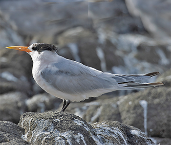 Elegant Tern