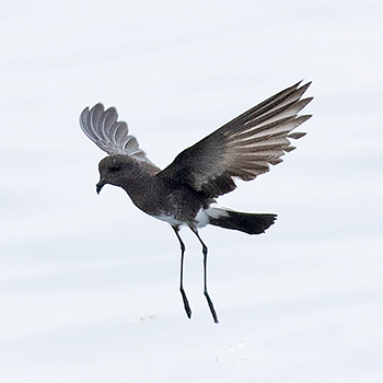 Elliot's Storm-petrel