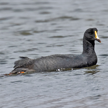 Giant Coot