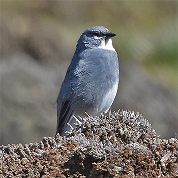 Glacier Finch
