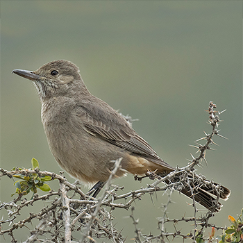 Great Shrike-tyrant