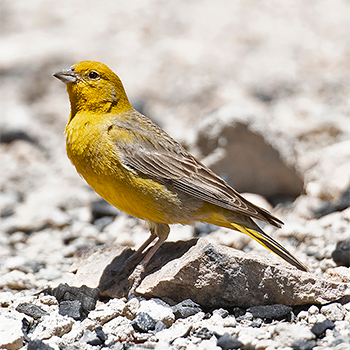 Greater Yellow-finch