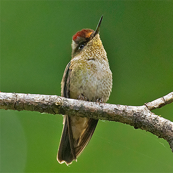 Green-backed Firecrown