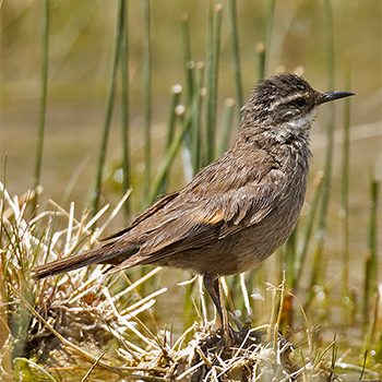 Grey-flanked Cinclodes
