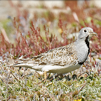 Least Seedsnipe