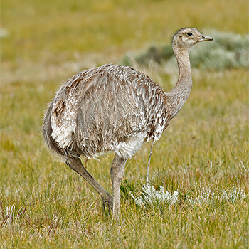 Lesser (Darwin's) Rhea