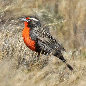 Long-tailed Meadowlark